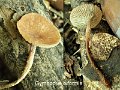 Gymnopus biformis-amf2247